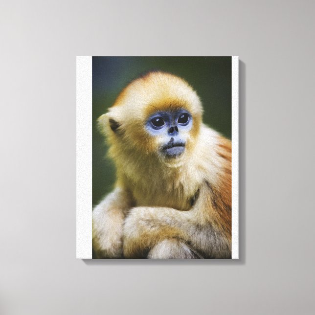Toile Golden monkey (Recto)
