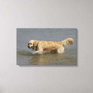 Toile Golden Retriever dans l'eau