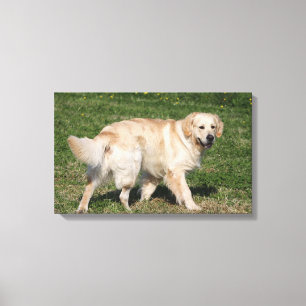 Toile Golden Retriever Walking