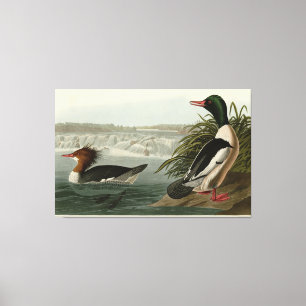 Toile Goosander (Merganser commun) Oiseaux d'Audubon