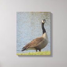 Goose By Pond Canvas