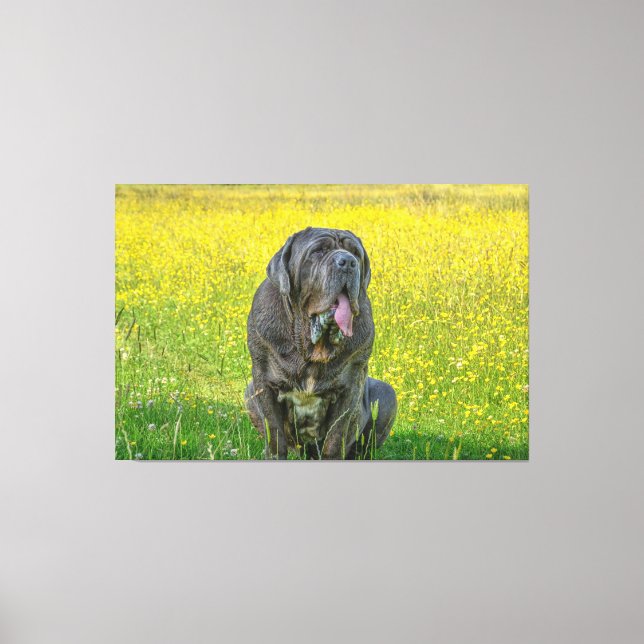 Toile Gorgeous Mastiff (Recto)