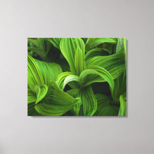 Toile Gouttes de rosée sur un Helabore faux