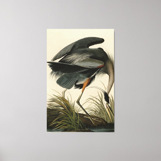 Toile Grand héron bleu des oiseaux d'Amérique d'Audubon (Recto)