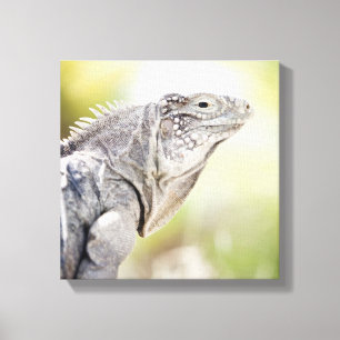Toile Grand iguane vert se dorant au soleil dans