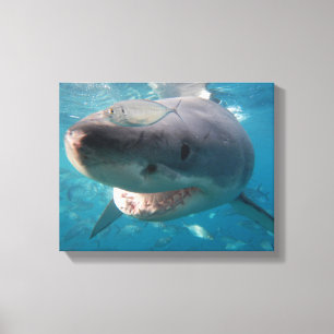 Toile Grand portrait gros requin blanc
