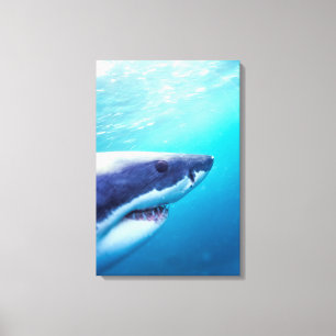 Toile Grand requin blanc Afrique du Sud