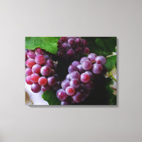 Grapevine Fruit Photographie