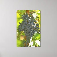 grappe de Cabernet Sauvignon dans le Château