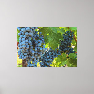 Toile Grappes