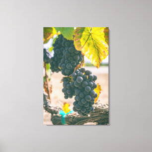 Toile Grappes