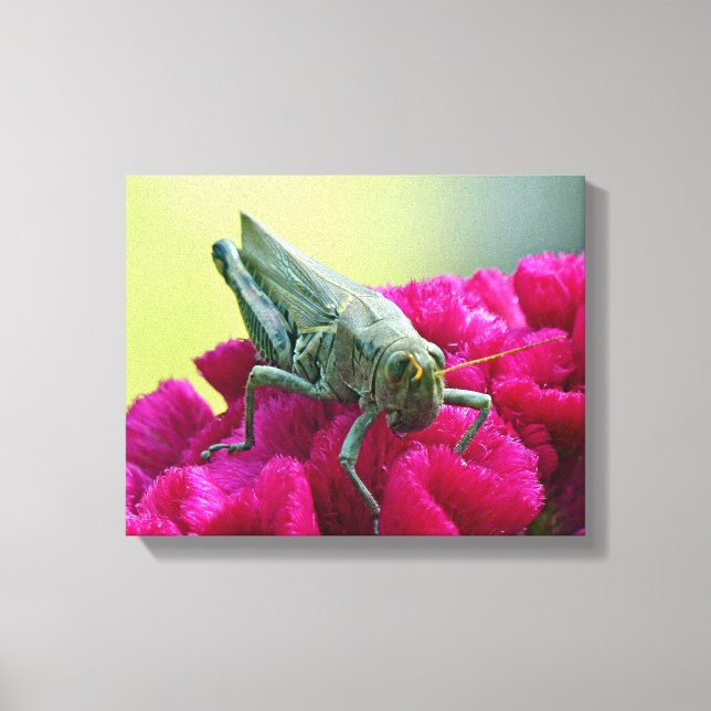 Toile Grasshopper sur Cockscomb (Recto)