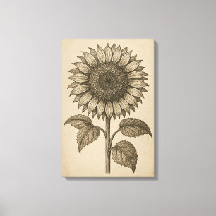 Toile Gravure botanique vintage de Tête de tournesol