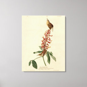 Toile Great Carolina Wren - Audubon's Birds of America