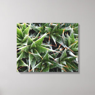 Toile Green succulents fleurs photo décorative
