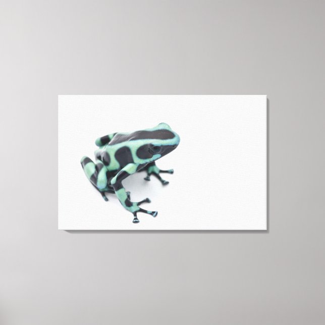 Toile grenouille à bec noire et verte (dendrobates) (Recto)