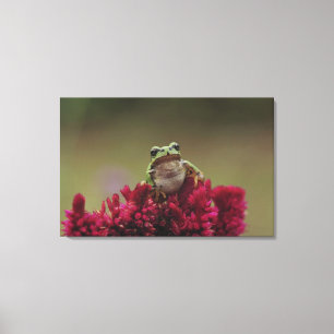 Toile Grenouille d'arbre japonaise (cognassier du Japon
