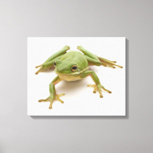 Toile Grenouille d'arbre verte