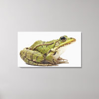 Grenouille européenne commune ou grenouille comest