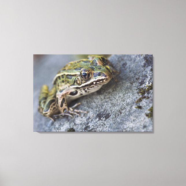 Toile grenouille léopard du Nord, île de la voie maritim (Recto)