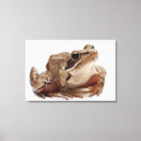 Grenouille mauve - Rana arvalis