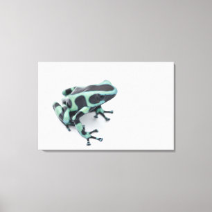 Toile grenouille noire et verte de dard de poison