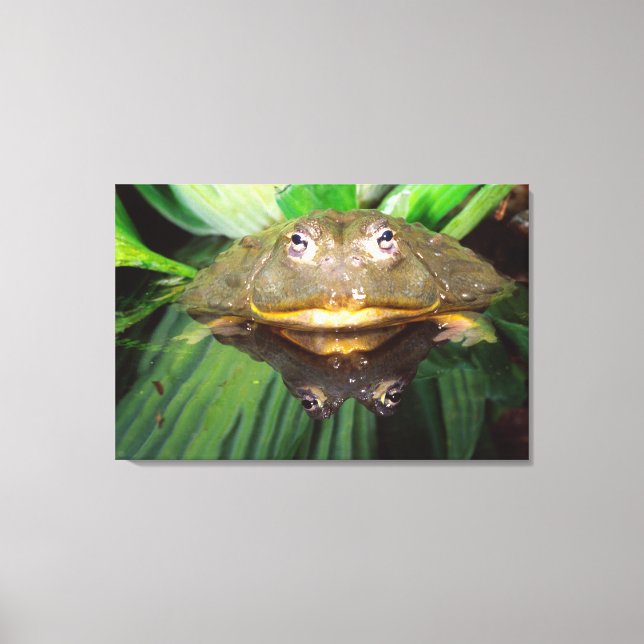 Toile Grenouille-taureau, Pyxicephalus (Recto)