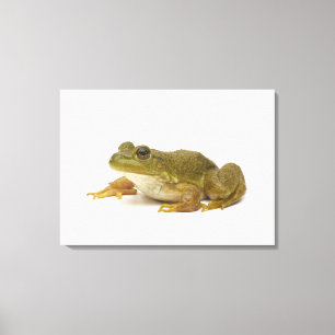 Toile Grenouille verte commune