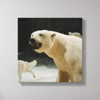 Grimace d'ours blanc