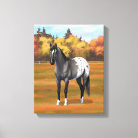 Gris Grulla Appaloosa Quartier Horse Stallion