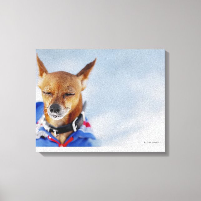 Toile Gros plan d'un chien 2 (Recto)