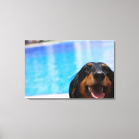 Gros plan d'un chien Dachshund