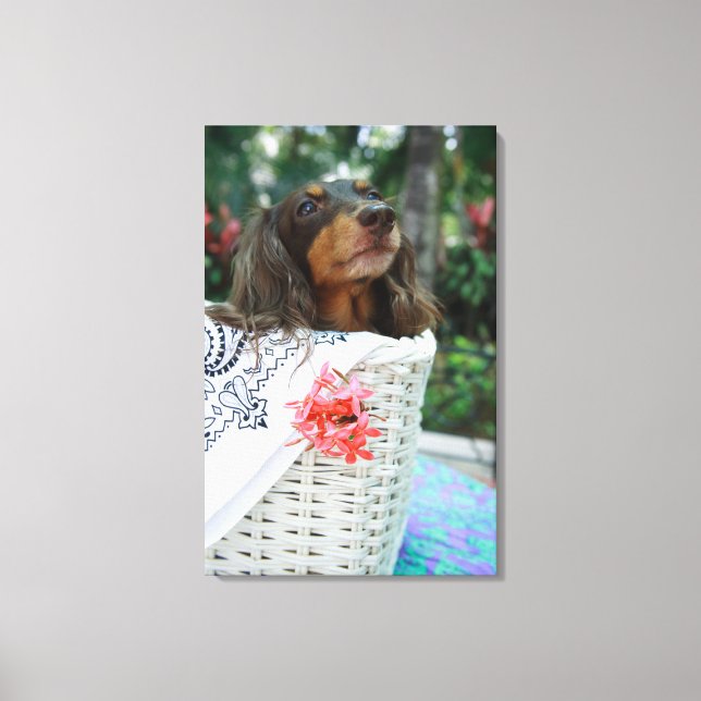 Toile Gros plan d'un chien Dachshund assis dans un panie (Recto)