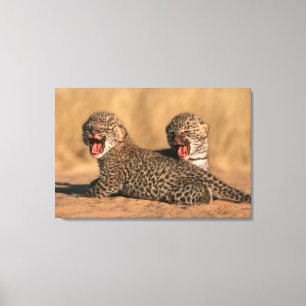 Toile Gros plan d'un léopard nouveau-né (Panthera Pardus