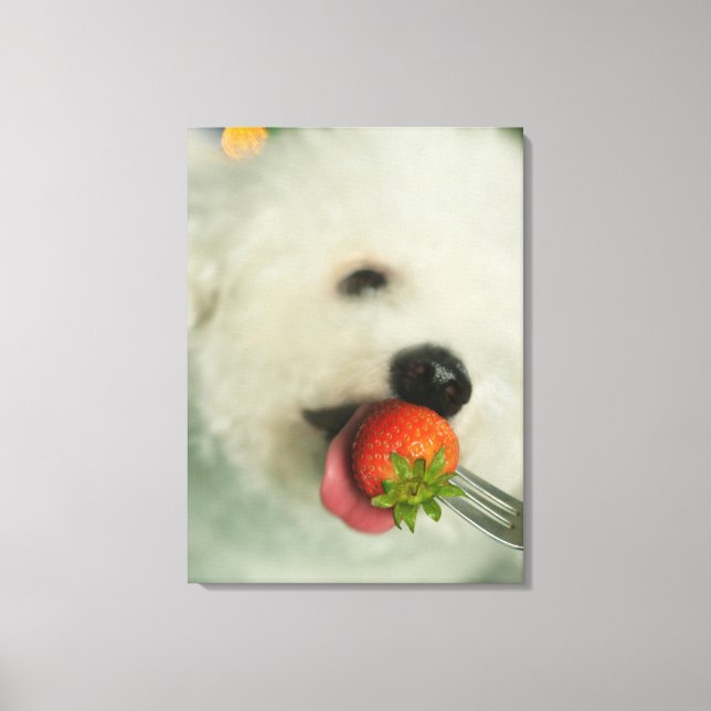 Toile Gros plan d'une Bichon Frise mangeant une fraise (Recto)