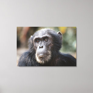 Toile Gros plan sur un chimpanzé mâle
