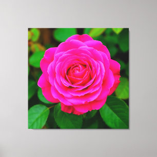 Toile Gros plan sur une rose rose vibrante