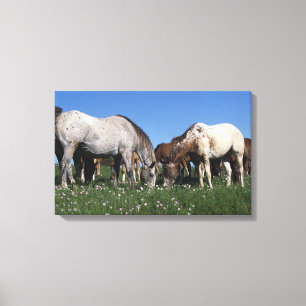 Toile Groupe d'Appaloosa Horses Grazing