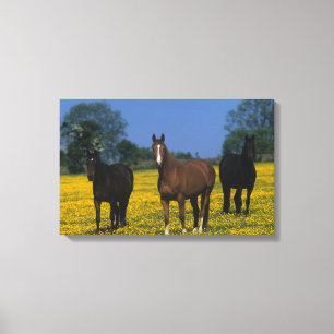 Toile Groupe de chevaux de pur sang