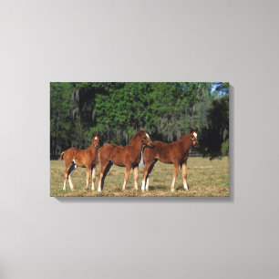 Toile Groupe des poulains de Thoroughbred