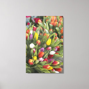 Toile Groupes de tulipes colorées
