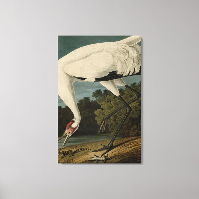 Toile Grue à capuchon, Audubon Birds of America (Recto)