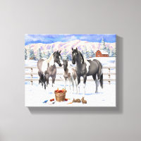 Grulla Pinto Grey Paint Hors sur une ferme d'hiver