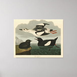 Toile Guillemot noir des oiseaux d'Amérique d'Audubon