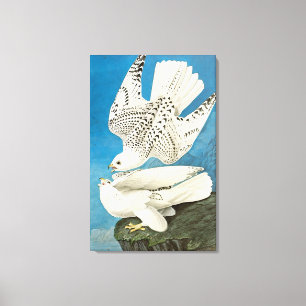 Toile Gyrfalcons, également appelés Gerfalcons par John 