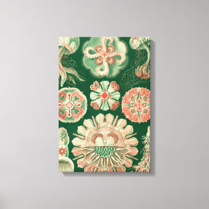 Toile Haeckel Discomedusae