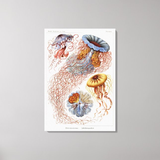 Toile Haeckel Jellyfish, Discomedusa (Recto)