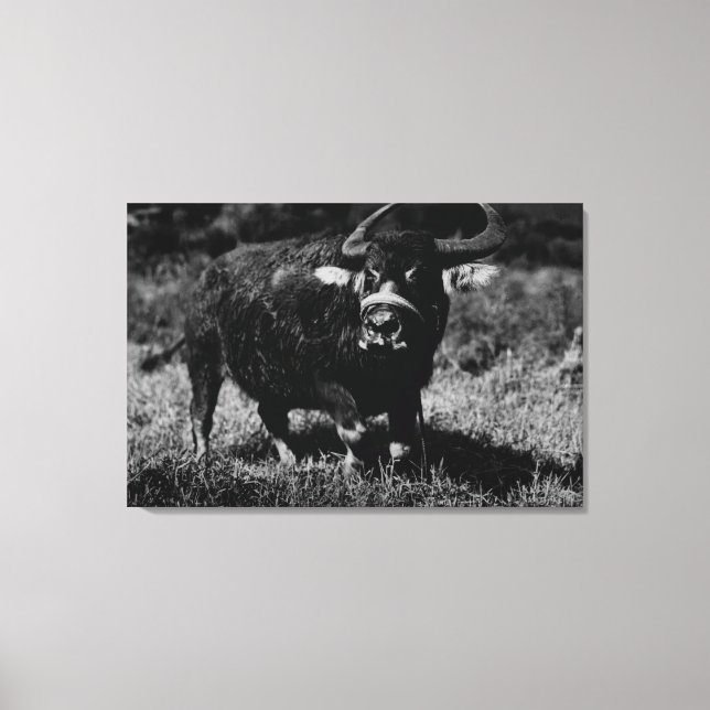 Toile HawaiiA Water Buffalo Photo Hawaii (Recto)