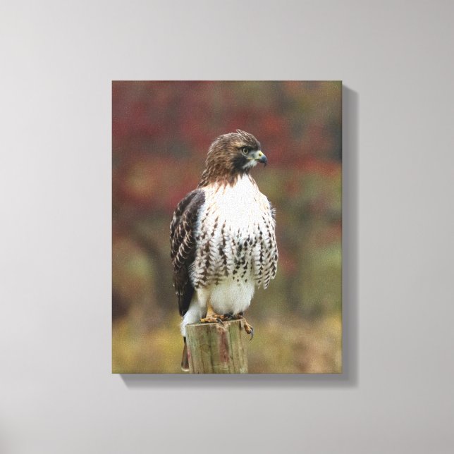 Toile Hawk (Recto)