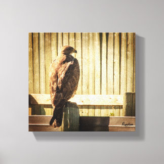 Toile Hawk sur la clôture